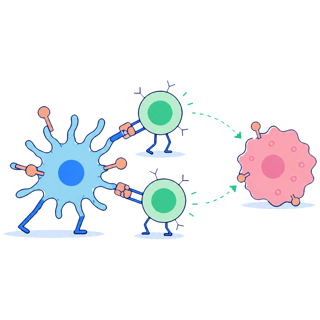 激活T细胞,识别肿瘤